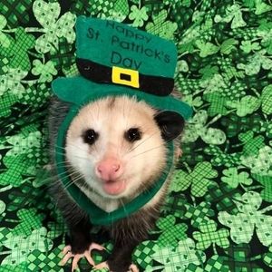 Meet your Posher, James